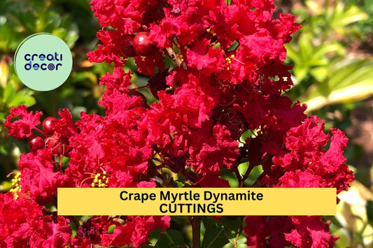 Crape Myrtle ‘Dynamite’ Cuttings | 5 Unrooted Red Flower Tree Cuttings | Lagerstroemia for Grafting or Rooting | Rare USA Variety