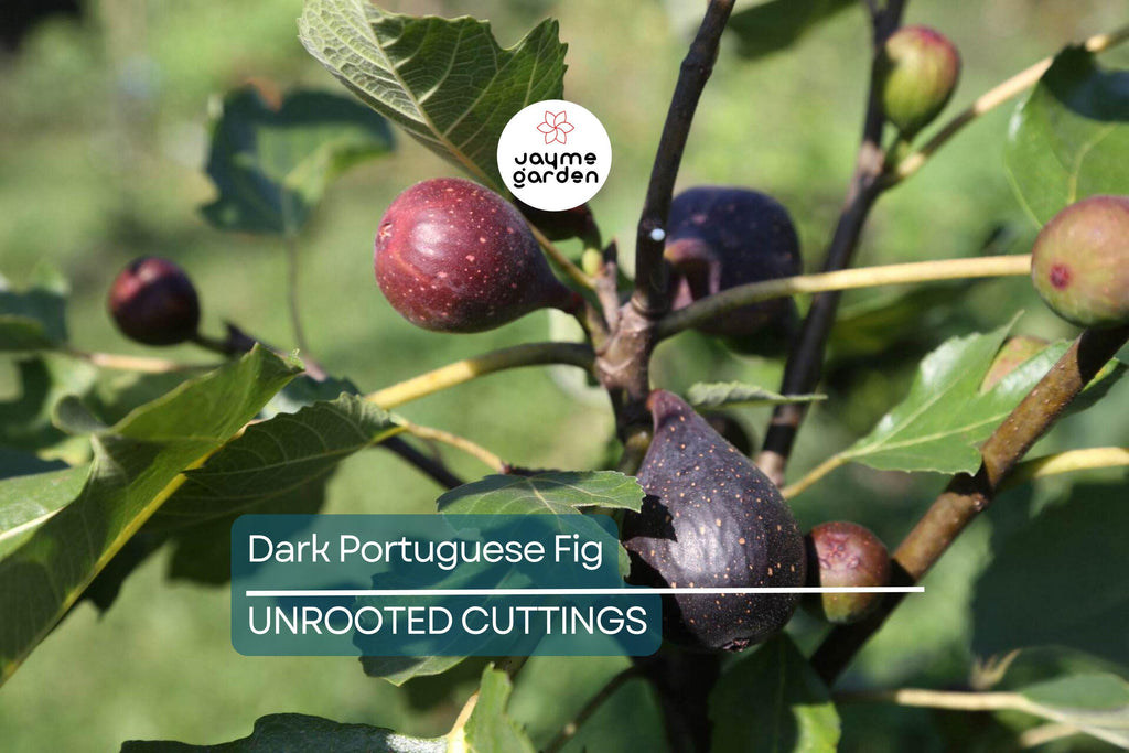 1 Dark Portuguese Fig Cutting | Fresh 6"+ Scions with 3 Nodes | Rare Live Ficus | Perfect for Rooting & Grafting