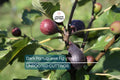 1 Dark Portuguese Fig Cutting | Fresh 6"+ Scions with 3 Nodes | Rare Live Ficus | Perfect for Rooting & Grafting