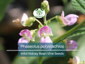 5 Seeds Phaseolus Polystachios – Wild Kidney Bean Vine for Planting | Hardy Climber for Garden & Landscaping | Native Legume Species