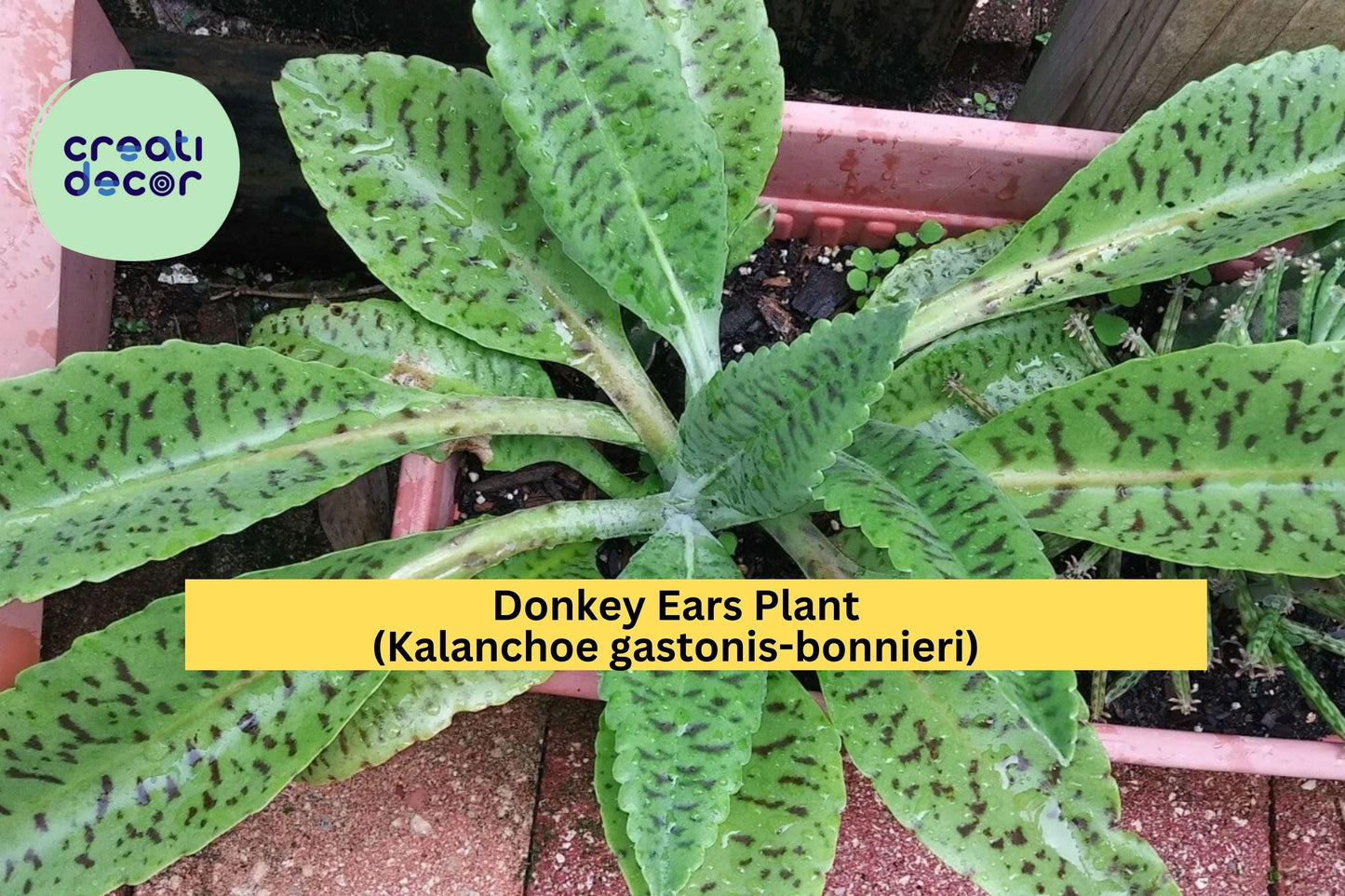 Donkey Ears Plant – Kalanchoe gastonis-bonnieri Succulent, Unique Variegated Leaves, Live Rooted Starter Plant, Tropical Indoor or Patio