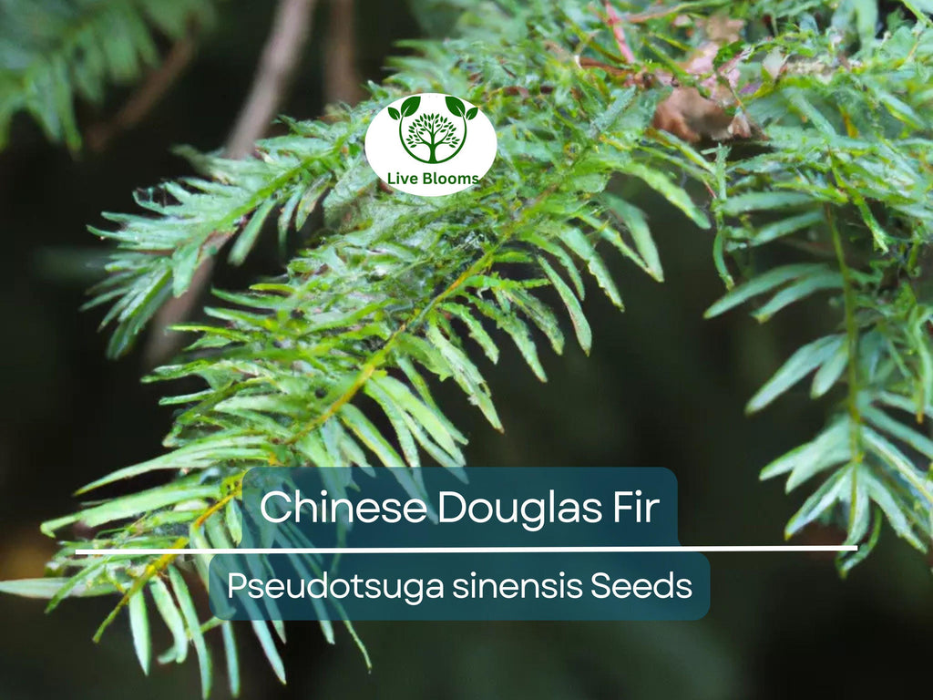 20 Chinese Douglas Fir Tree Seeds (Pseudotsuga sinensis) | Evergreen Conifer, Hardy, Fast-Growing, Ideal for Landscaping & Forest Gardens