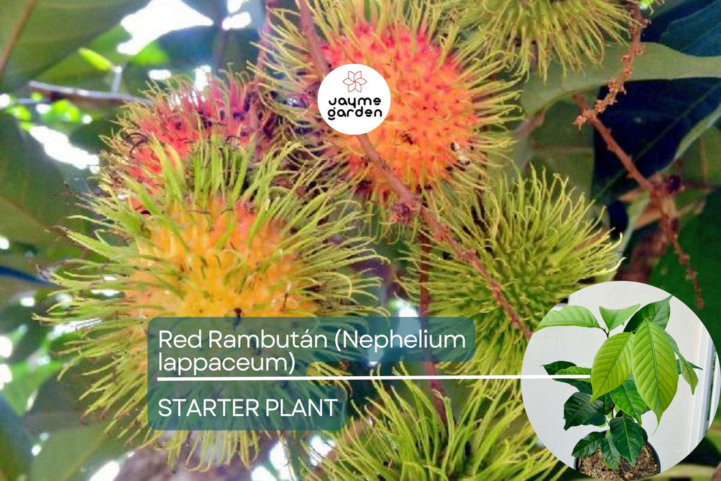 Red Rambutan Tree (Nephelium lappaceum) – Live Exotic Tropical Fruit Plant Vibrant 12”-24” Starter