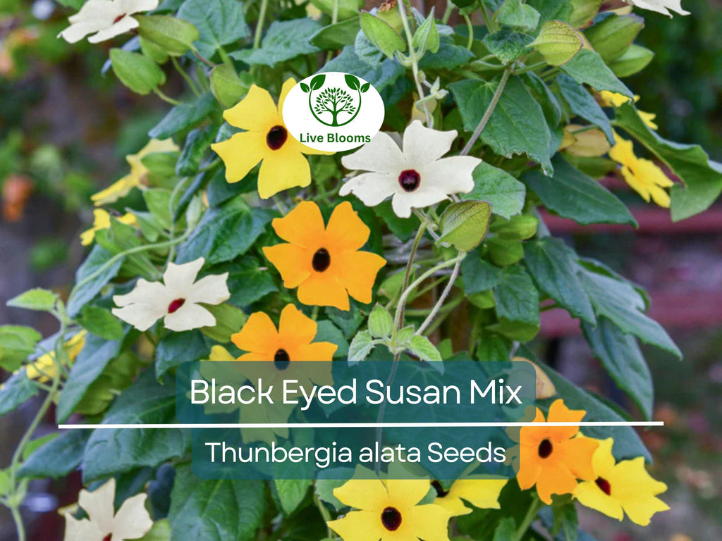 50 Seeds Black Eyed Susan Vine Mixed Colors – Non-GMO, Tender Perennial, Attracts Pollinators, Vibrant Flowers for Gardens & Trellises