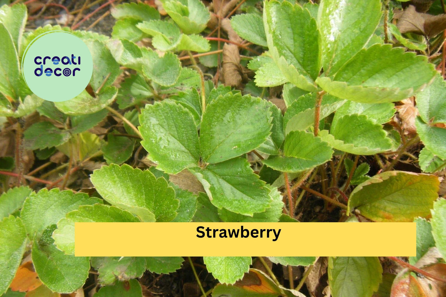 5 Strawberry Plants | Live Bare Root Garden Starter Plants | Perennial Fruit Plants for Home Growing