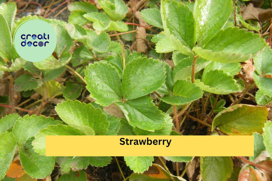 5 Strawberry Plants | Live Bare Root Garden Starter Plants | Perennial Fruit Plants for Home Growing