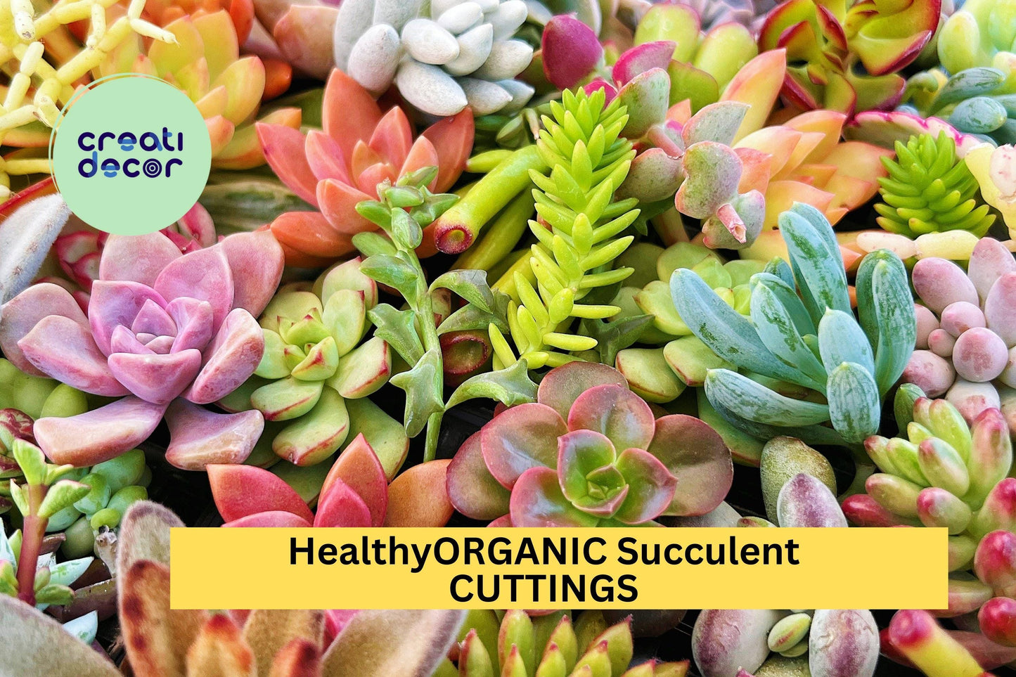 15 Organic Succulent Cuttings – Colorful, Healthy Mix of 15 Varieties for Garden, Pots & Gifts – Easy to Root – Free Shipping – USA