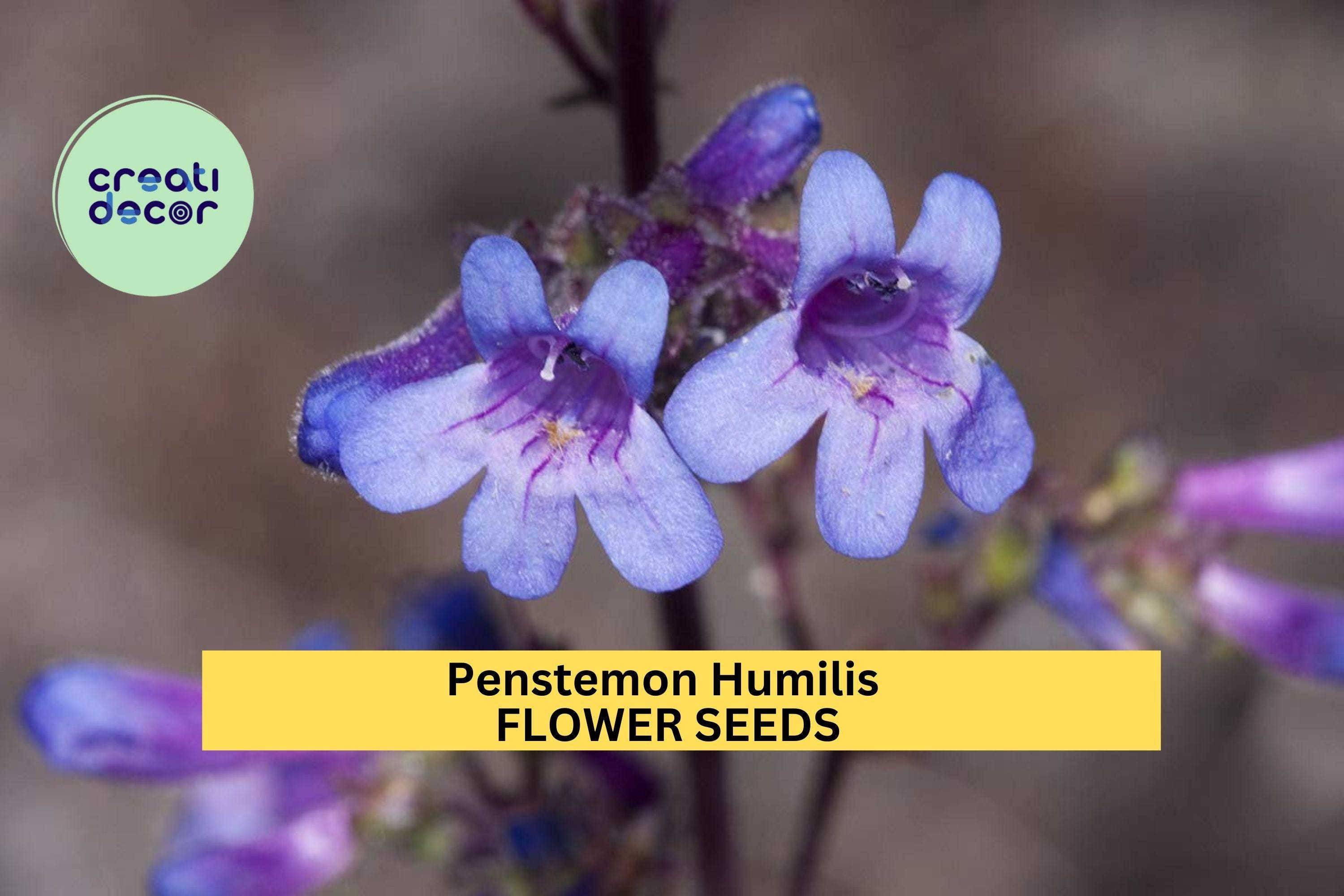 3pcs of 100mg Penstemon humilis Seeds – Low Beardtongue Wildflower for Dry Soil, Rock Gardens & Pollinator Landscaping Seeds for Planting