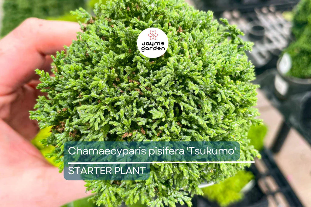 Chamaecyparis Pisifera 'Tsukumo' Live Starter Plant | 4-6 Inches Dwarf Evergreen Cypress | Deer-Resistant Bonsai or Garden Accent