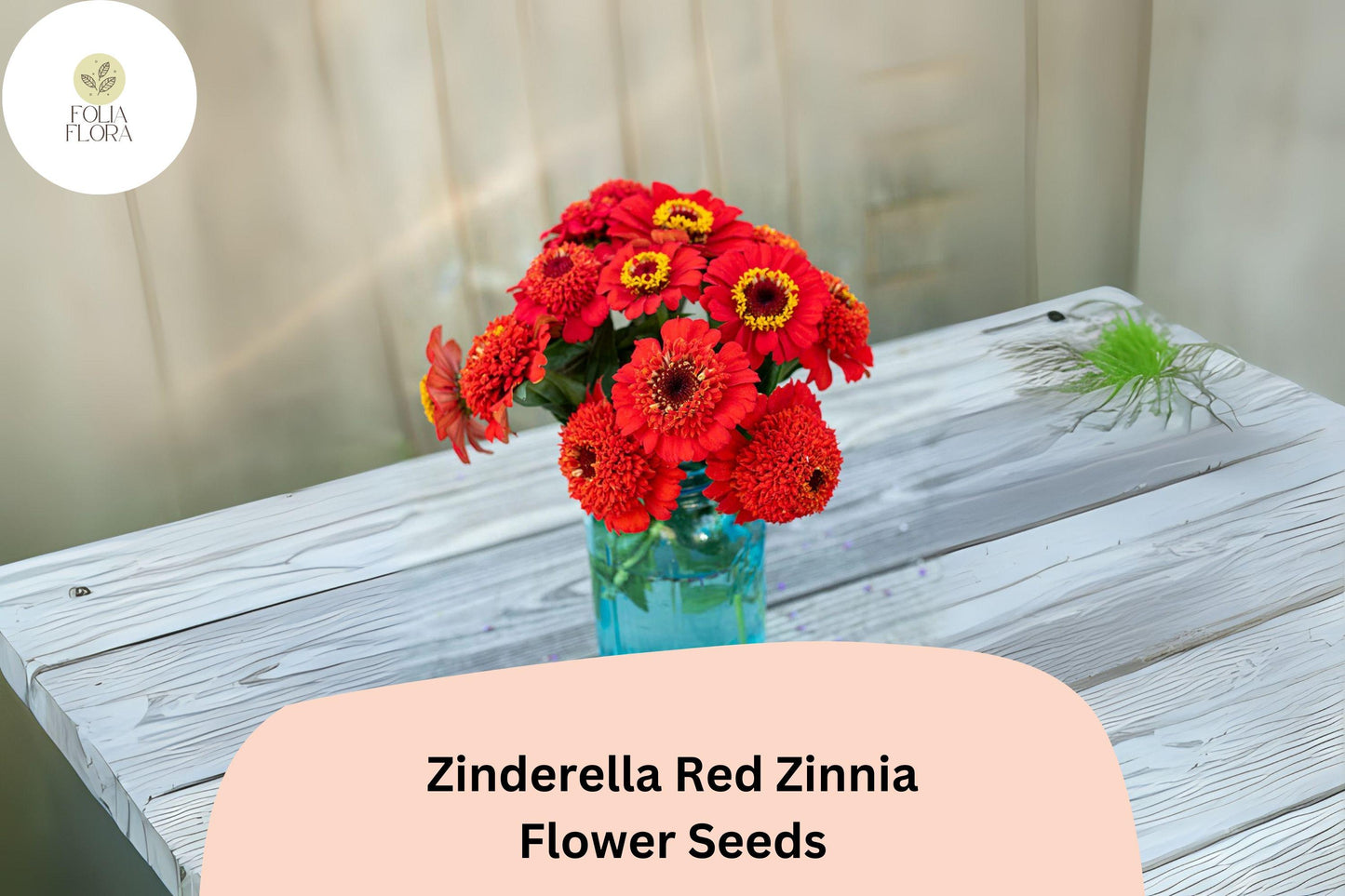 Zinderella Red Zinnia Seeds: Double Pompon Blooms, Heirloom Non-GMO