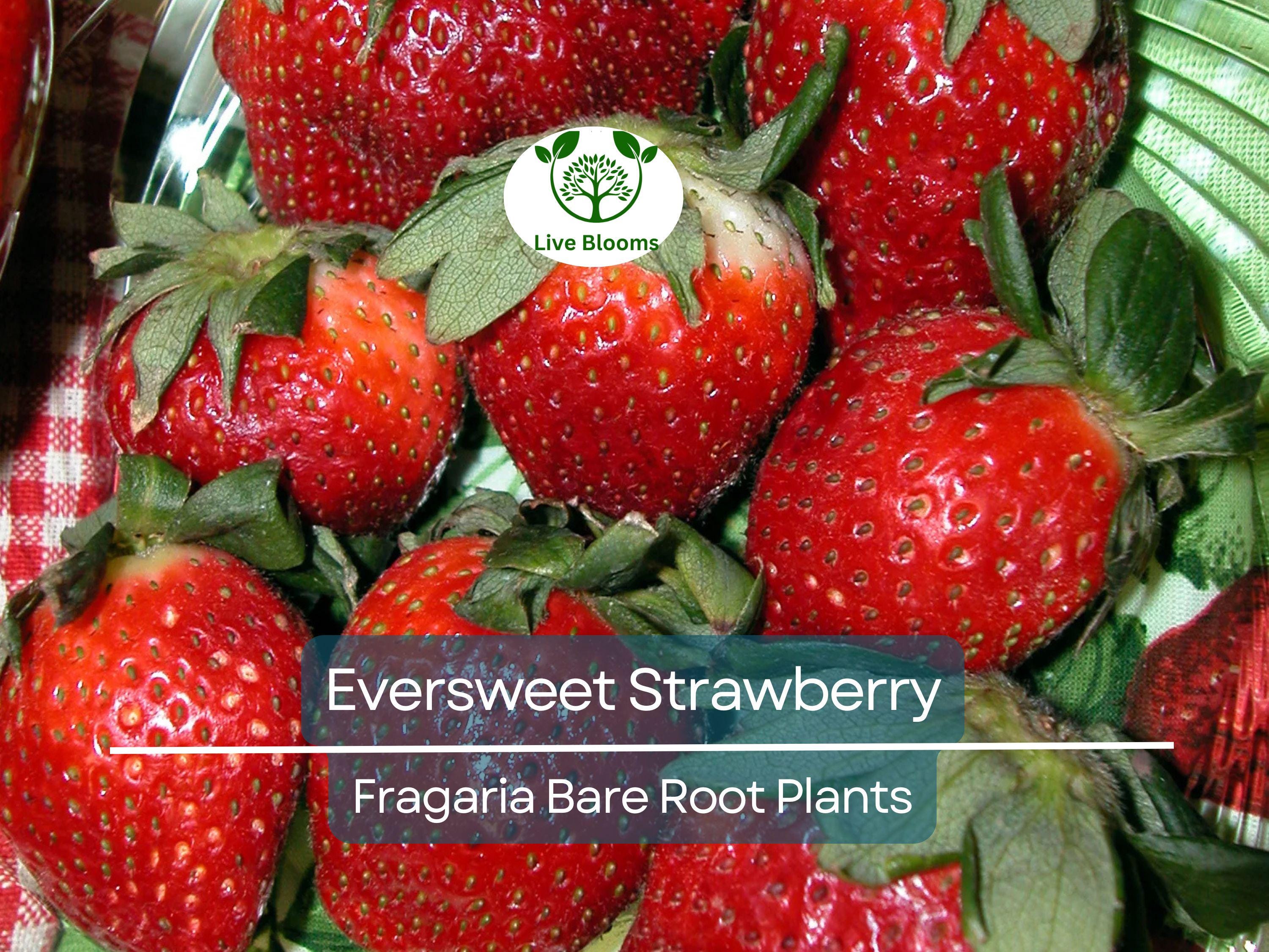 10 Eversweet Strawberry Plants – Bare Root Everbearing Variety – Sweet, Juicy, Large Berries – Heat Tolerant & Productive