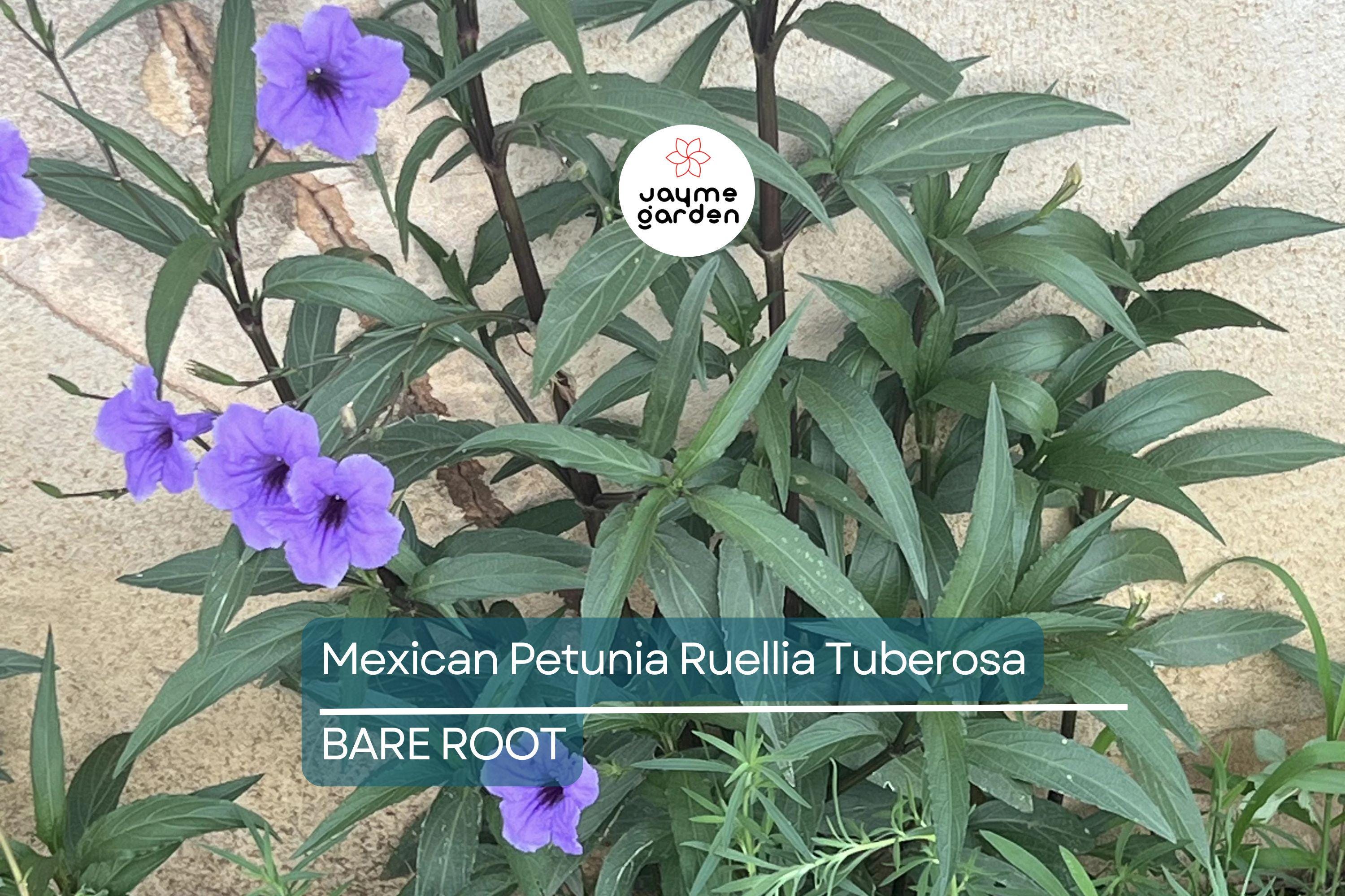 Mexican Petunia Ruellia Tuberosa, 2 Live Bare Root Plants, Rare & Exotic Purple, Perfect for Gardens, Shrubs and Outdoor Spaces