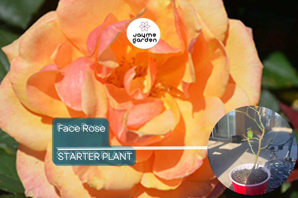 About Face Rose Starter Plant | Unique Two-Toned Blooms | Golden Orange & Ruby Red | 6-10" Tall Live Plant