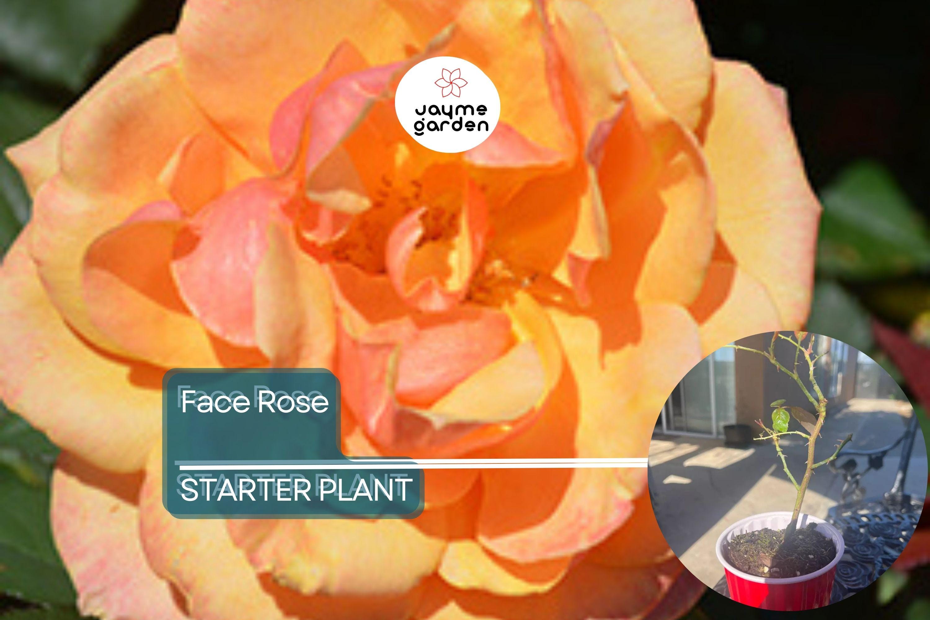 About Face Rose Starter Plant | Unique Two-Toned Blooms | Golden Orange & Ruby Red | 6-10" Tall Live Plant