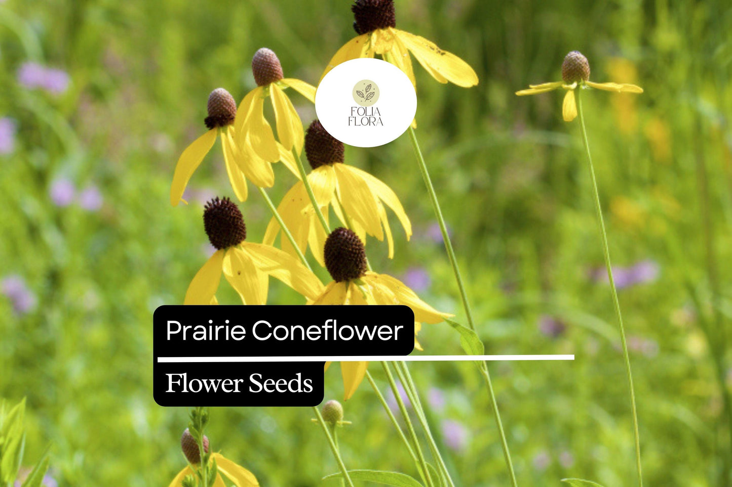 100mg Prairie Coneflower Seeds - Ratibida columnifera, Vibrant Wildflower for Pollinator Gardens