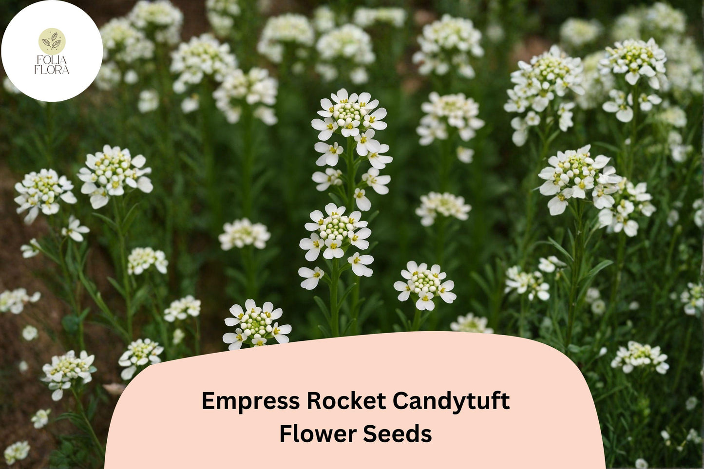Empress Rocket Candytuft Seeds – Iberis amara | Easy Grow Annual for Borders, Beds & Cut Flower Gardens