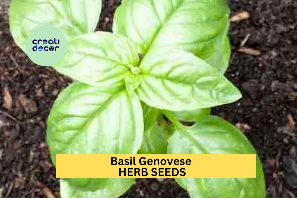 3pcs of 1g Basil Genovese Seeds – Classic Italian Herb for Culinary Use, Garden Pots, Raised Beds & Windowsill Growing Seeds for Planting