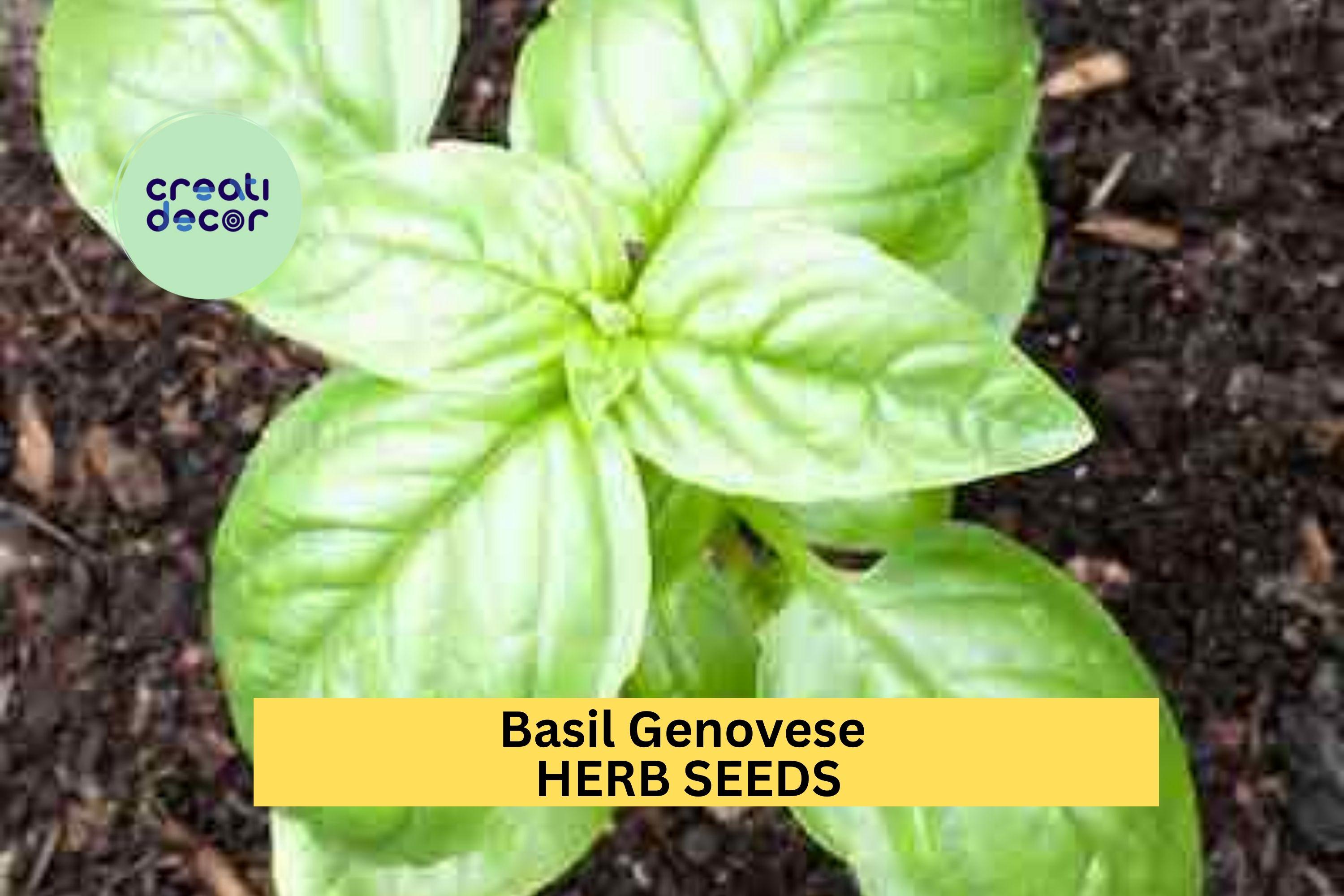 3pcs of 1g Basil Genovese Seeds – Classic Italian Herb for Culinary Use, Garden Pots, Raised Beds & Windowsill Growing Seeds for Planting