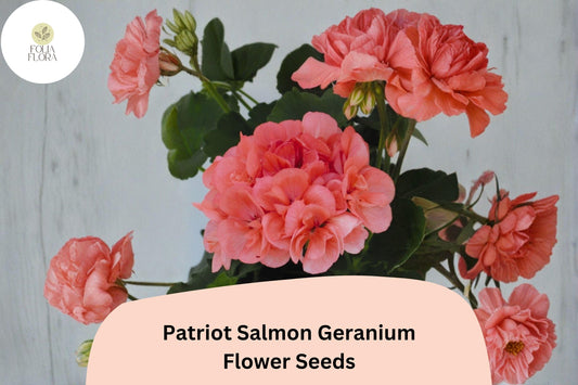 25+ Patriot Salmon Geranium Seeds | Hardy Perennial | Salmon-Pink Blooms for Garden Beds & Containers