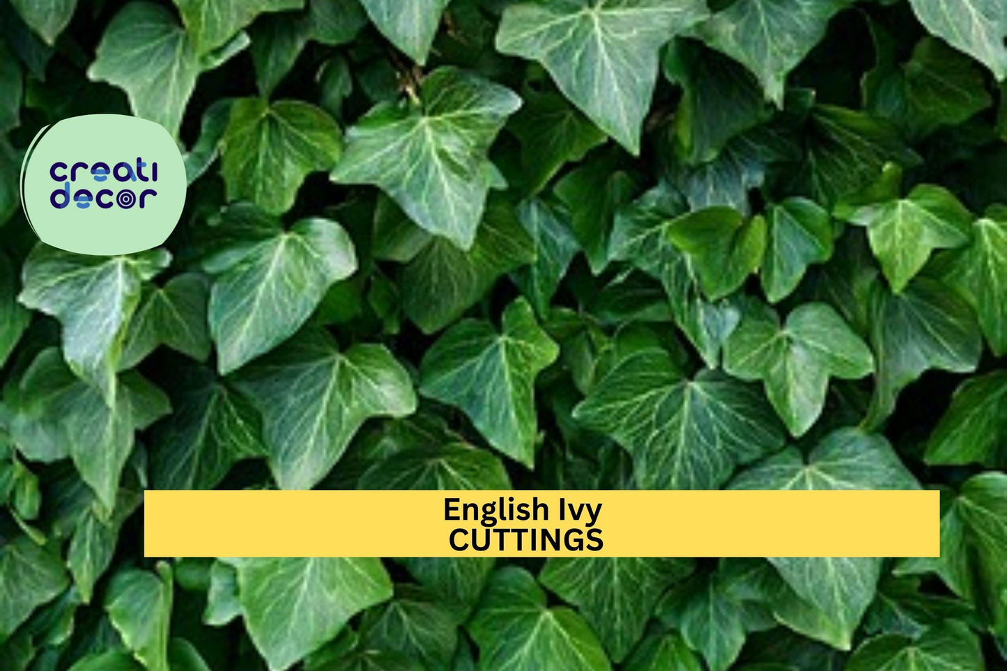 15 English Ivy Rooted Cuttings | Fast-Growing Evergreen Vine | Ready to Plant | Privacy, Ground Cover, Trellis Climber