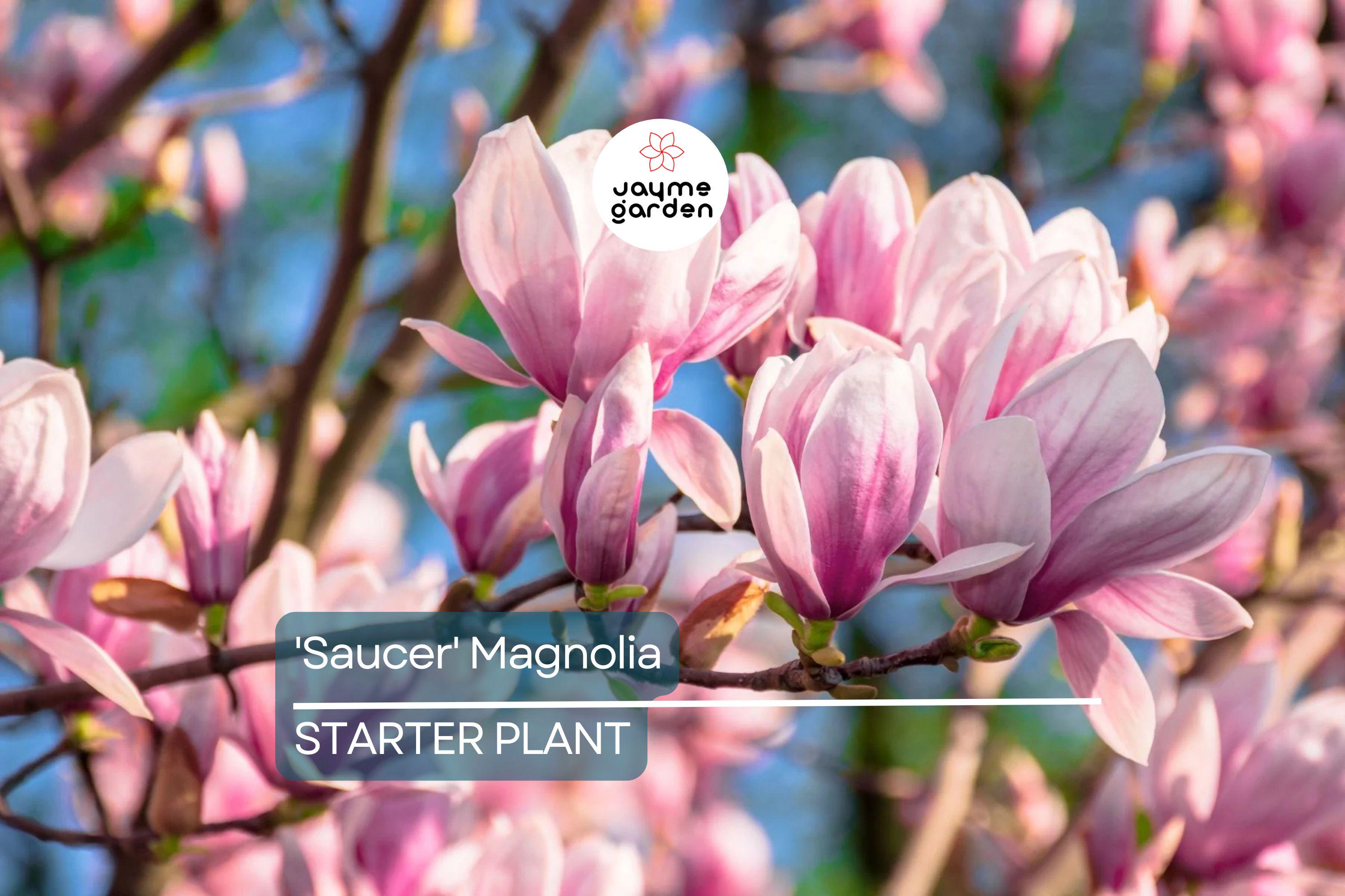 Saucer Magnolia Starter Plant | 6-12 Inch Dormant Sapling | Bare Root Flowering Tree or Shrub | Pink-White Spring Blooms | Zones 4-9