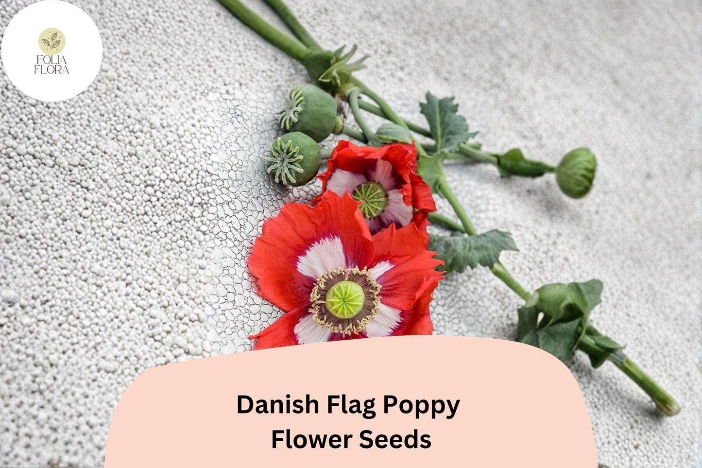200+ Danish Flag Poppy Seeds for Garden Planting - Striking Red & White Blooms