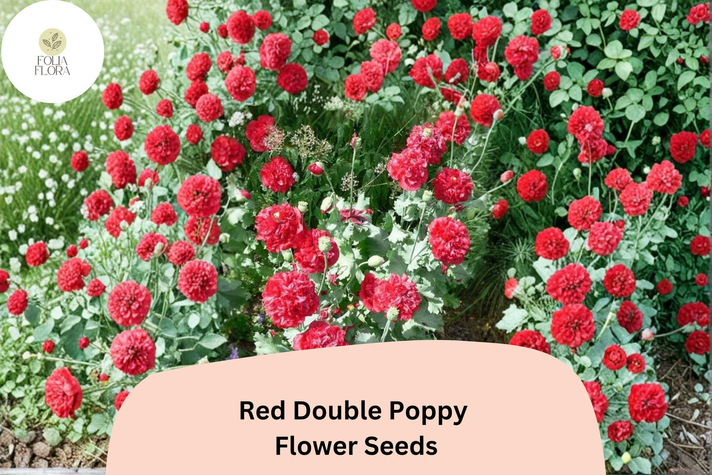 200+ Red Double Poppy Seeds for Garden Planting – Bold Red, Double Blooms, Easy to Grow Perennial Wildflower