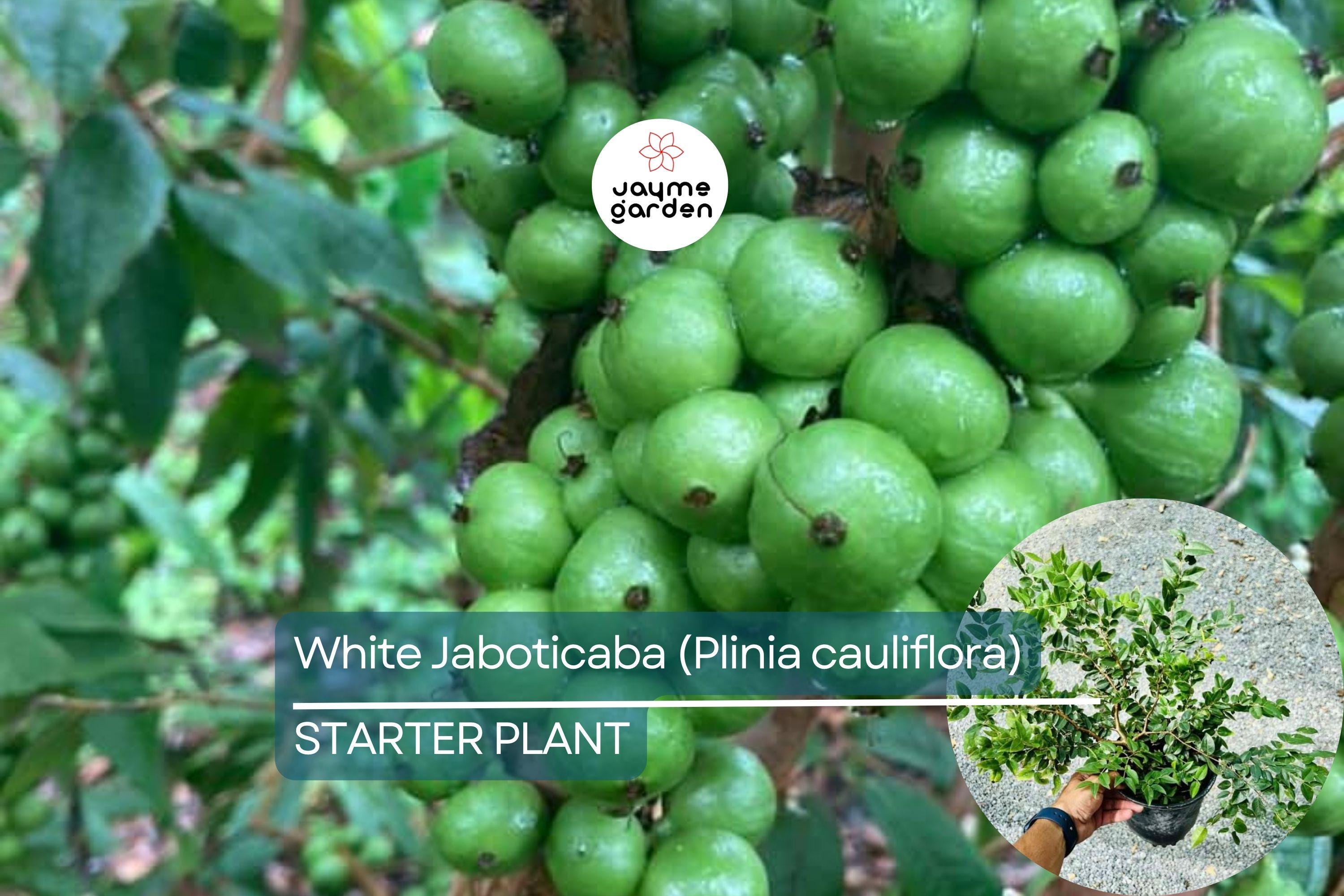 White Jaboticaba Starter Plant (Plinia cauliflora) Unique Tropical Fruit Tree Live Plant 8”-15” | Sweet & Exotic Garden Addition