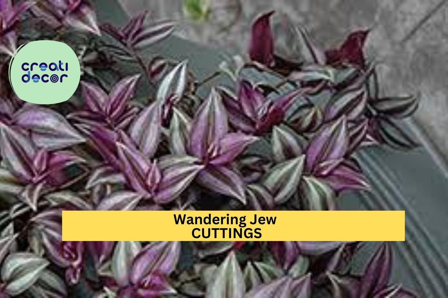 12 Fully Rooted Wandering Jew Cuttings – Tradescantia | Vibrant Houseplant with Purple-Green Foliage | Ready to Grow & Easy to Care For