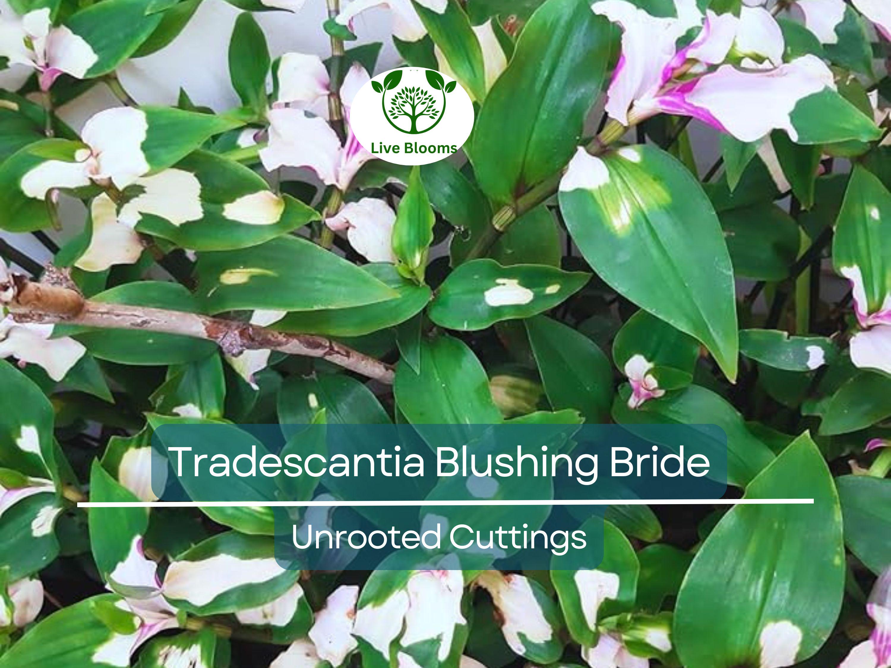 3 Unrooted Cuttings Variegated Tradescantia Blushing Bride Wandering Jew - Stunning Pink & White Leaves, Easy Propagation, Indoor Plant