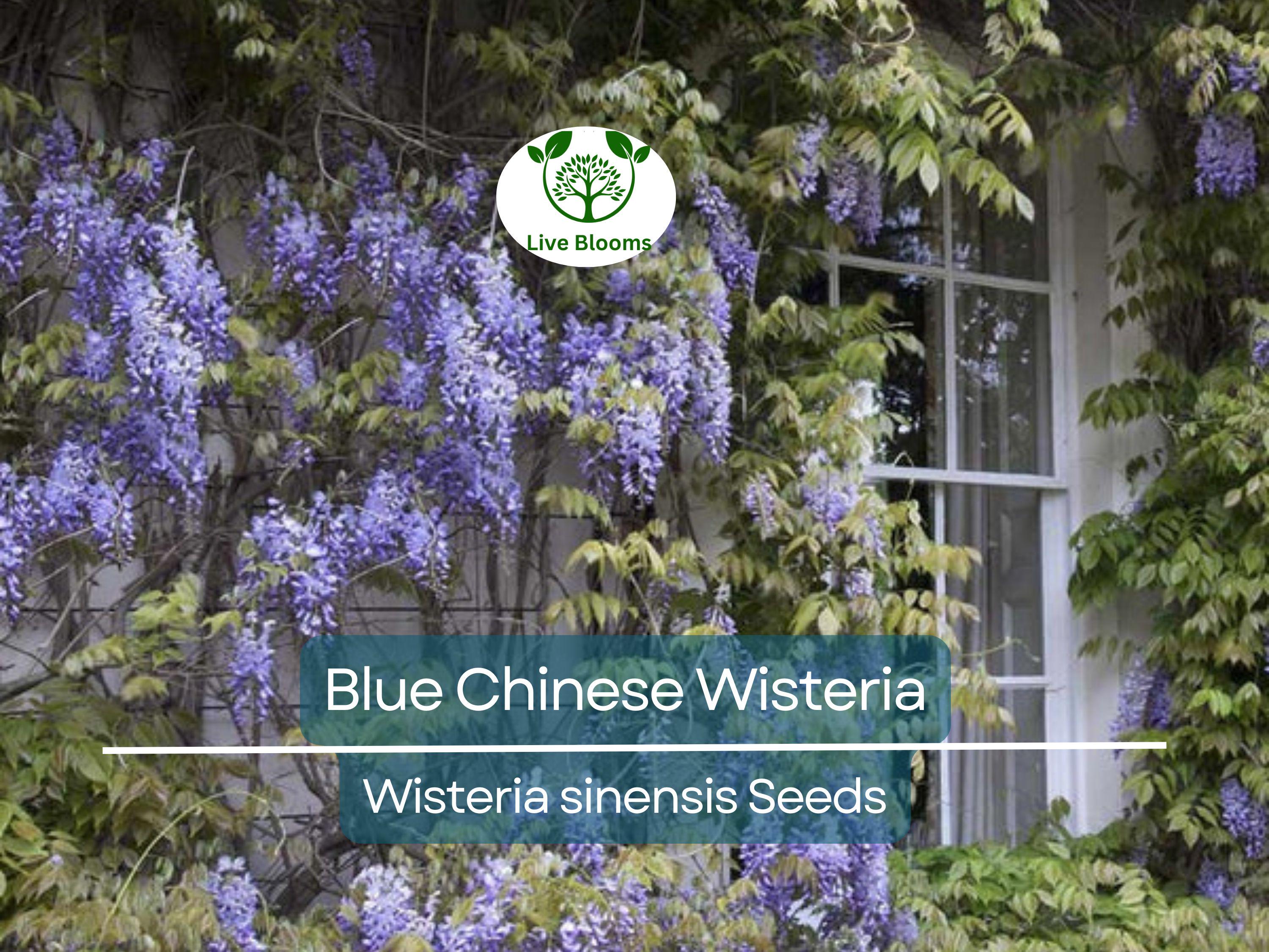 5 Blue Chinese Wisteria Seeds | Perennial Climbing Flower Vine Shrub (Wisteria sinensis), Fragrant Blooms, Fast-Growing, Garden Vine