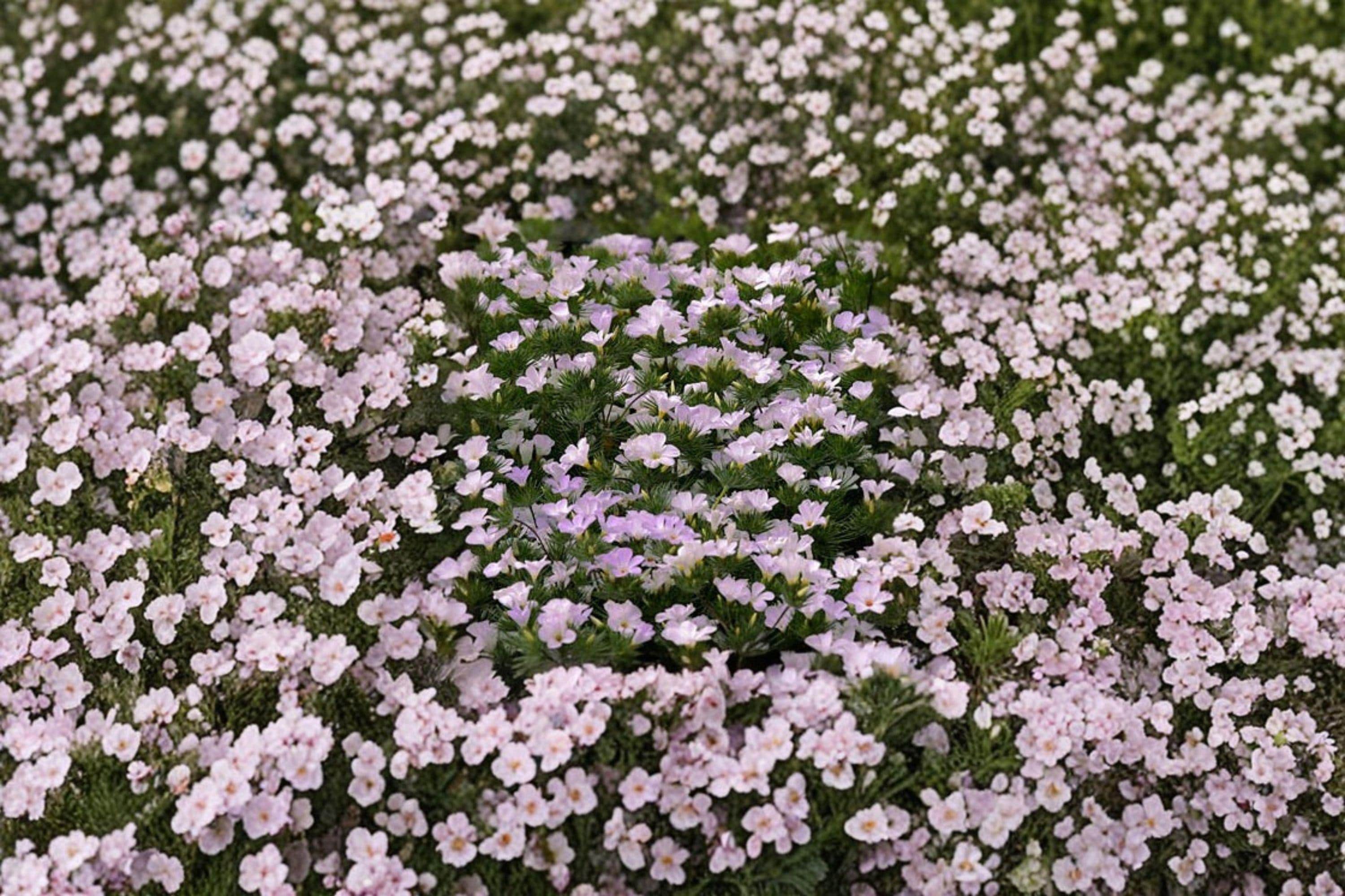 Mountain Phlox – Linanthus grandiflorus, Native Annual Wildflower | Bright Spring Blooms (100 Seeds)