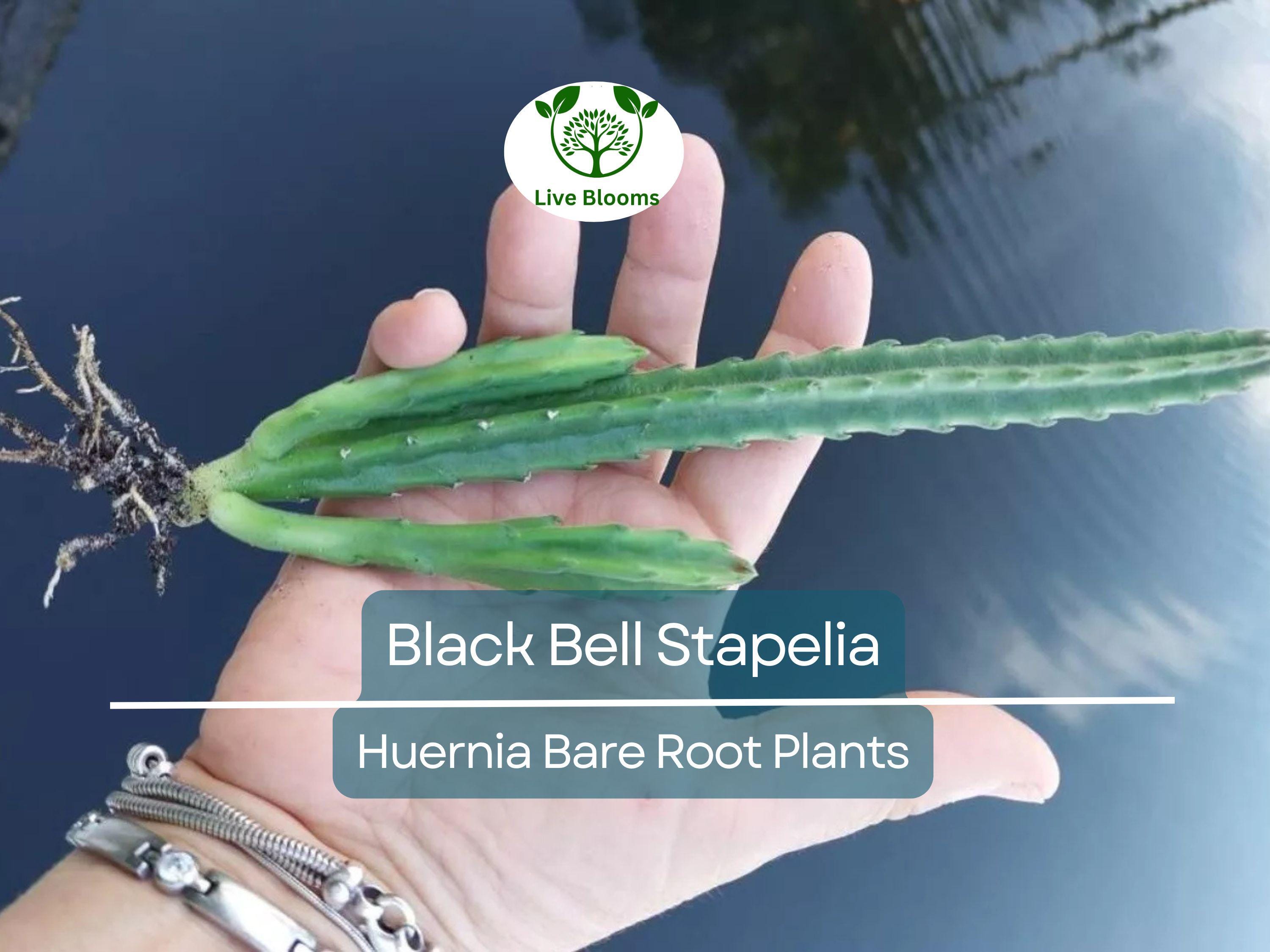 1 Black Bell Stapelia – Live Bare Root Succulent – Huernia leendertziae Rare Orbea-Like Plant – Dark Star-Shaped Bloom