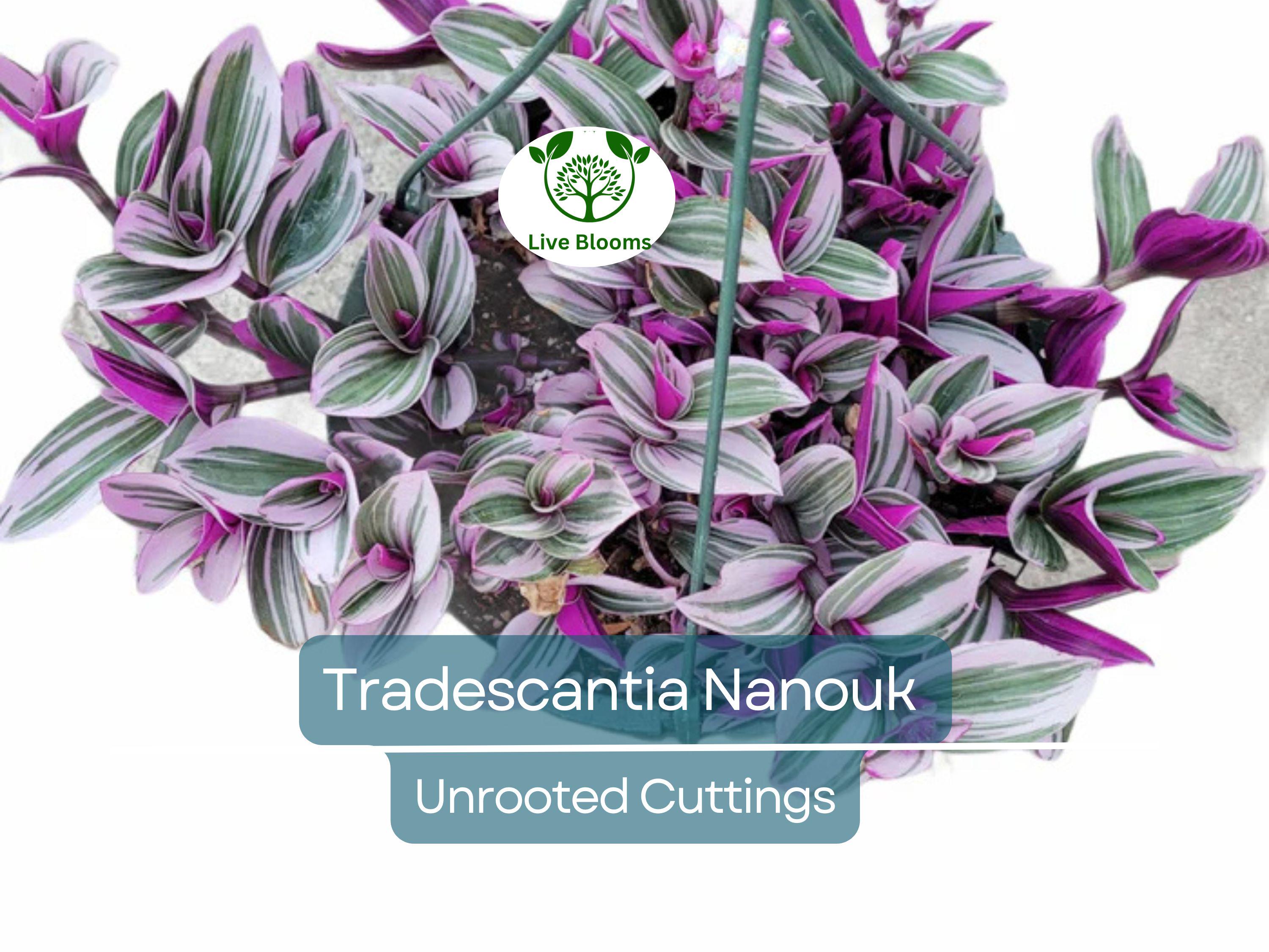 5 Unrooted Cuttings 4”-8” BIG Tradescantia Nanouk Rare "Pink Wandering Jew" | Beautiful Pink, White & Green Foliage, Easy to Propagate