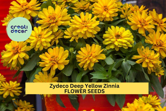 100+ Zydeco Deep Yellow Zinnia Seeds – Bold Yellow Double Blooms for Garden Planting, Compact Plants for Beds & Bouquets – USA