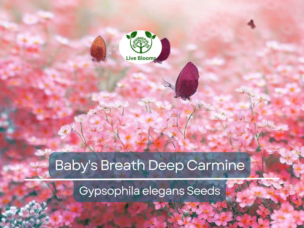 100 Seeds Baby's Breath Deep Carmine, Crimson Red Flowers, Non-GMO, Pollinator-Friendly, Elegant Garden Blooms, Gypsophila elegans