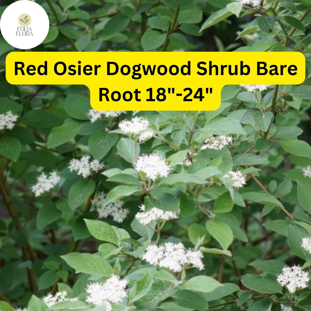 1 Cornus sericea Red Osier Dogwood Shrub - Live Bare Root Plant 18"-24" for Zones 3-8