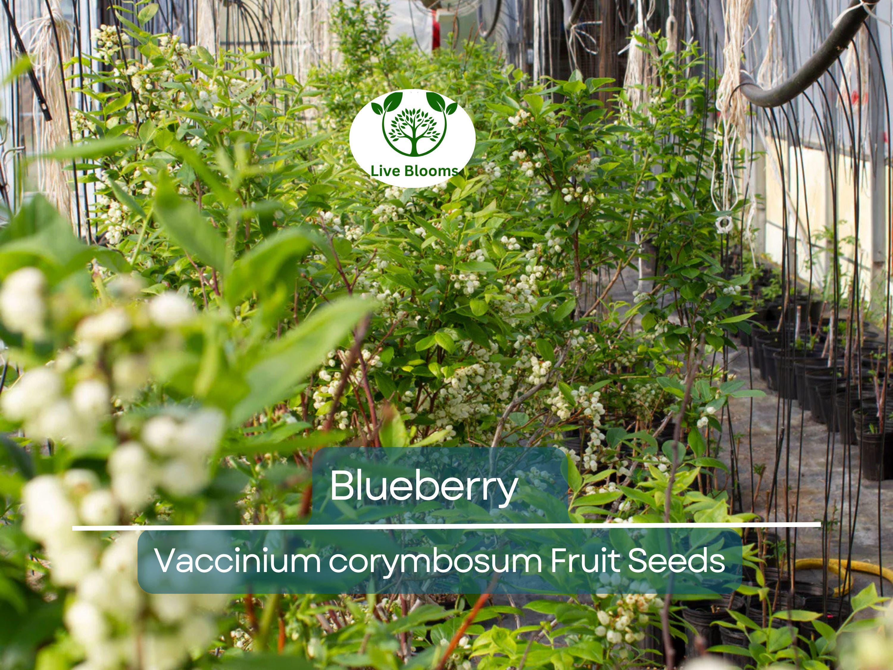 100 Blueberry Seeds - Dwarf Top Hat (Vaccinium corymbosum), Low Bush Variety, Sweet Edible Fruits, Compact, Garden Starter, Easy to Grow