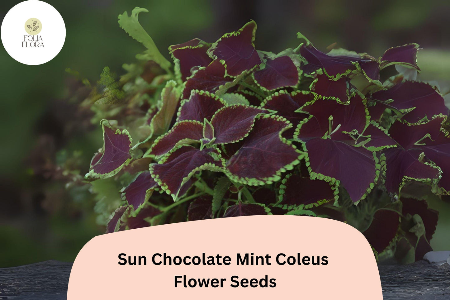 25+ Sun Chocolate Mint Coleus Seeds for Planting | Premium Shade Plant | Green Brown Foliage Annual | Garden Bedding Seeds