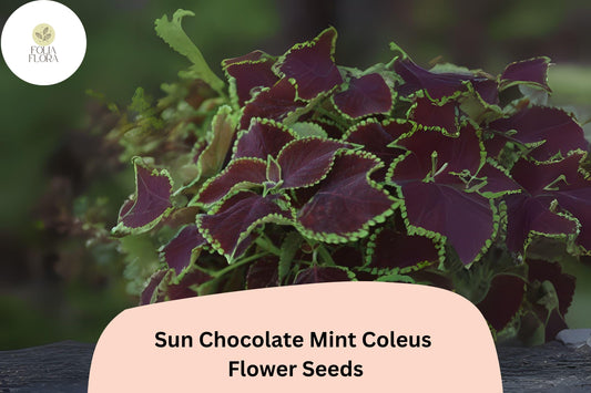 25+ Sun Chocolate Mint Coleus Seeds for Planting | Premium Shade Plant | Green Brown Foliage Annual | Garden Bedding Seeds