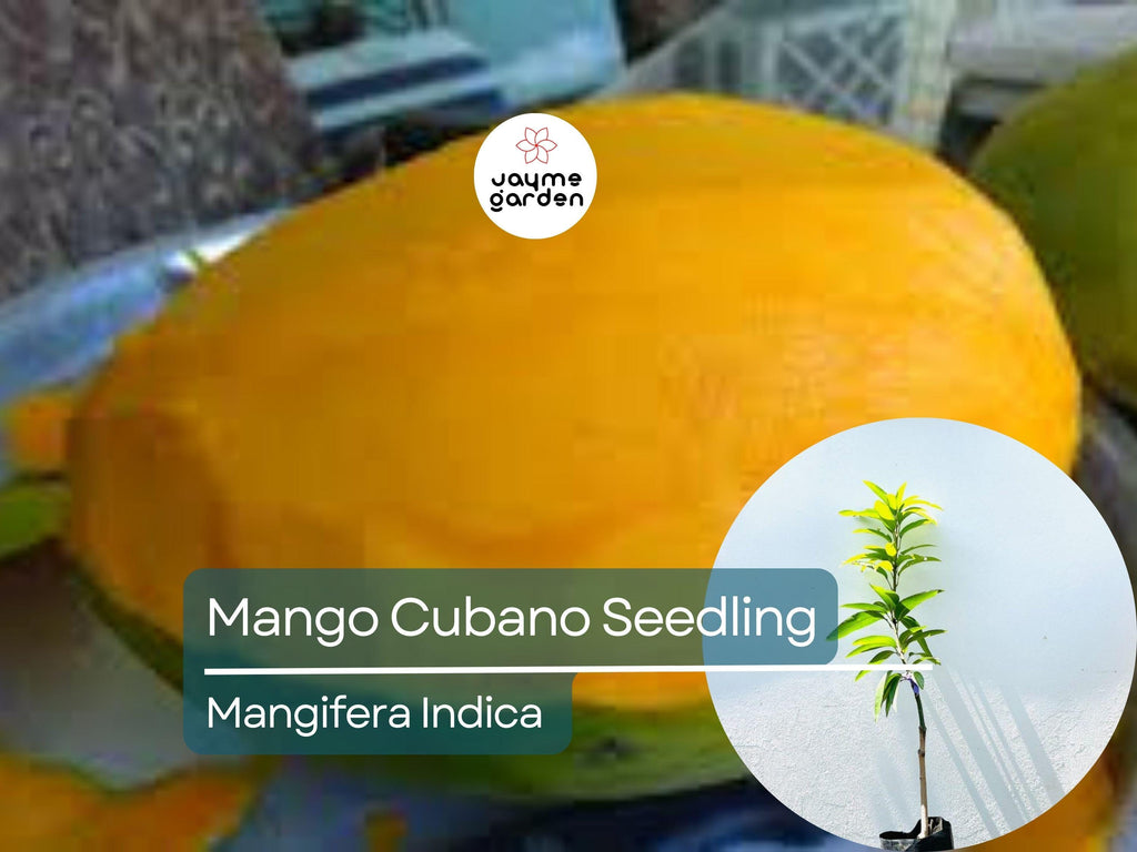 Grafted Cubano Mango Starter Plant Seedling -  Grown in Puerto Rico - Live Tropical Fruit Tree 3′-4′ Tall - Sweet, Juicy Cuban Mangoes