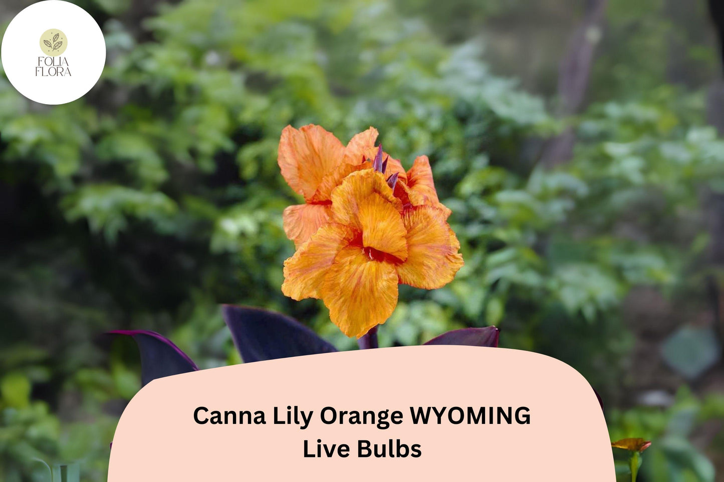 3 Canna Lily Orange Wyoming Bulbs | Live Flower Plants | Summer Blooming Garden Perennial