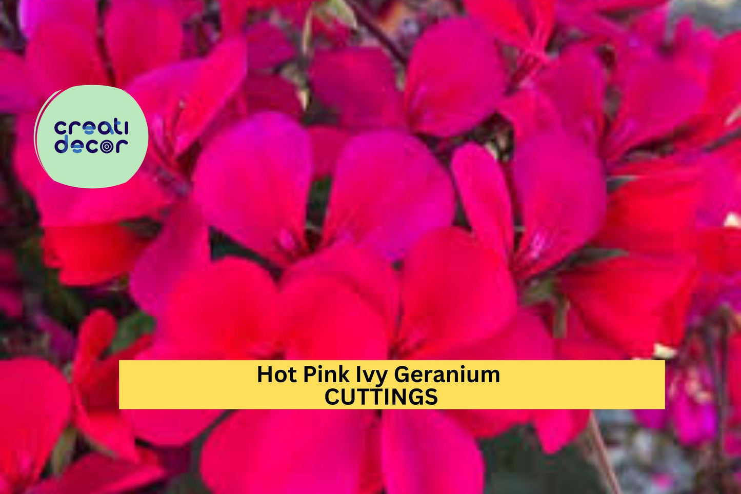 5 Hot Pink Ivy Geranium Cuttings | Pelargonium Peltatum Starter Plants | Trailing Flower Vine for Baskets, Containers, Gardens