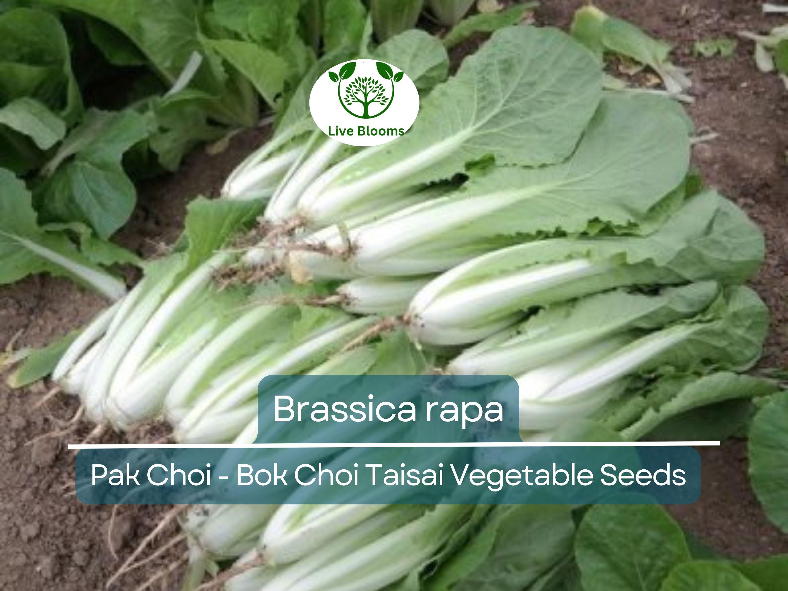 350 Pak Choi Bok Choi Taisai Seeds - Brassica rapa | Heirloom Asian Green for Planting, Gardening & Fresh Culinary Use