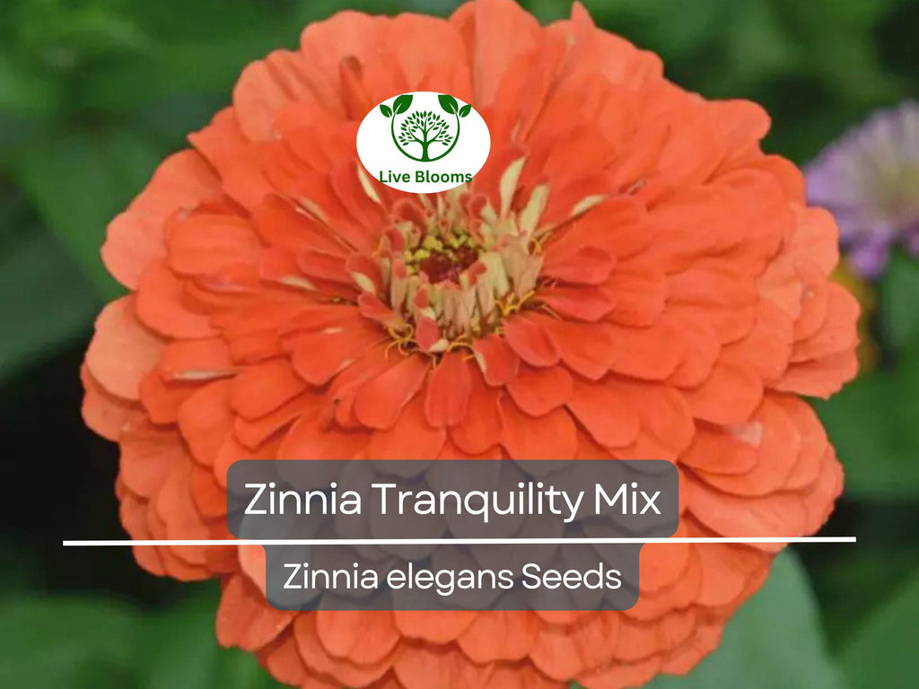100 Seeds Zinnia Tranquility Mix (Zinnia elegans) Double Cut Flowers for Butterflies & Hummingbirds, Vibrant Garden Blooms