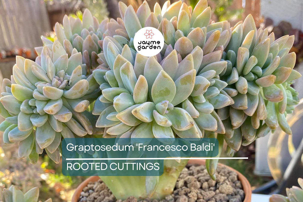Live Succulent Graptosedum 'Francesco Baldi' | Rooted Plant in 2" Pot | Easy to Grow | Free Shipping