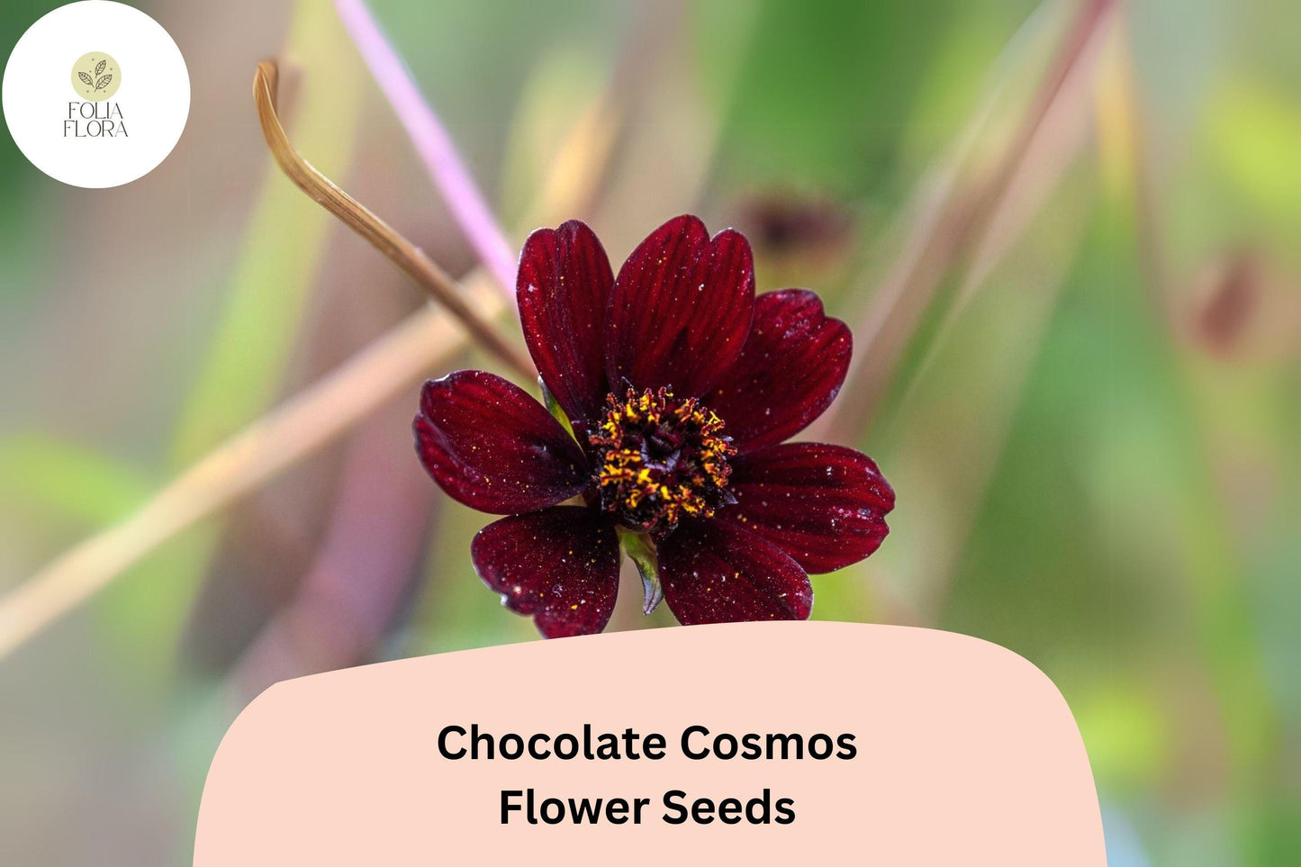 Cosmos atrosanguineus Chocolate Cosmos Seeds – 200+ Velvety Dark Blooms with Sweet Cocoa Scent
