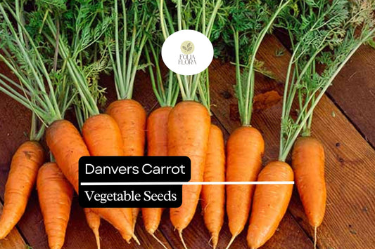 300 Danvers Carrot Seeds – Daucus carota – Sweet, Crisp, Heirloom Variety, Deep Orange Roots, Non-GMO, Ideal for Cooking & Snacking