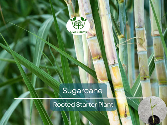 1 Rooted Sugarcane Plant 8" - Sweet Juicy Cutting, Ready to Plant, Saccharum officinarum, Perfect for Garden, Fresh Sugarcane, Easy to Grow