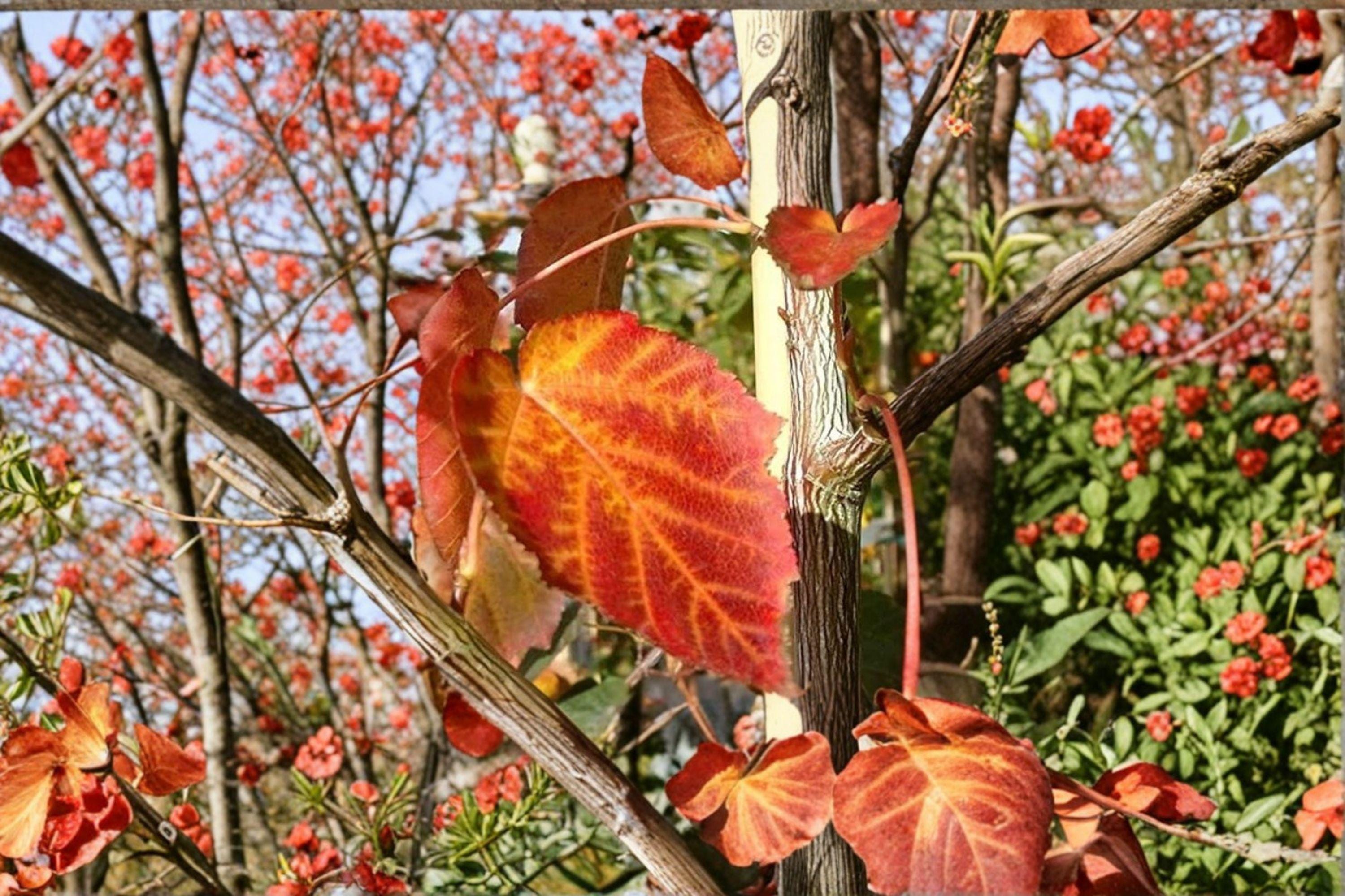 Acer Grosseri – Acer grosseri 10 Seeds | Rare Asian Maple | Ornamental Tree | Excellent Fall Color